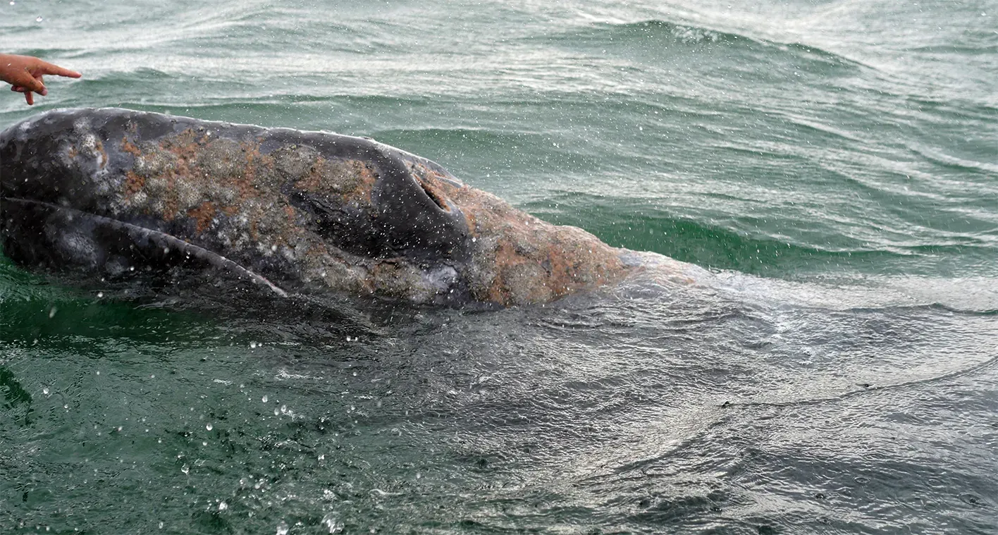 640 fois plus grand Ph1