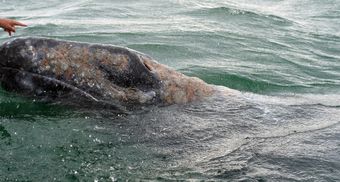 640 fois plus grand Ph1